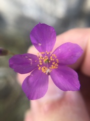 Phemeranthus parviflorus