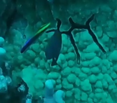 Labroides phthirophagus