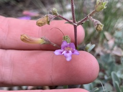 Penstemon caesius
