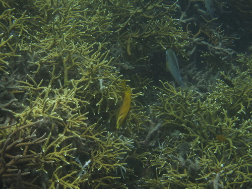 Acropora muricata