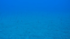 Gorgasia hawaiiensis