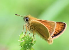Essex Skipper