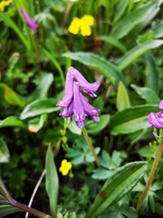 Corydalis pauciflora