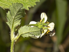 Megachile canariensis