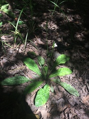 Elytraria caroliniensis