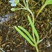 Lewisia triphylla - Photo (c) Jenny Sweatt, algunos derechos reservados (CC BY-NC), subido por Jenny Sweatt