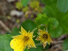 Geum calthifolium