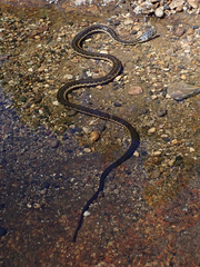 Thamnophis couchii