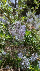 Ceanothus parvifolius