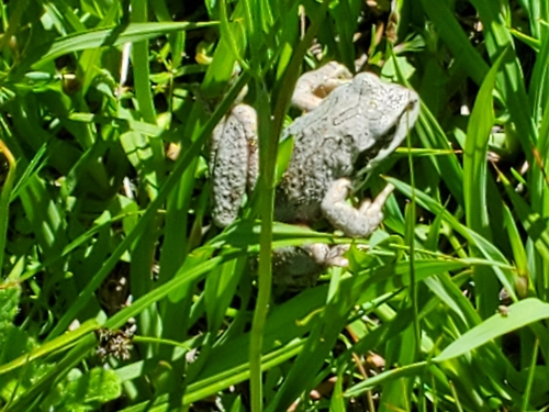 iNaturalist observation photo of Pacific chorus frog