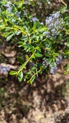 Ceanothus parvifolius