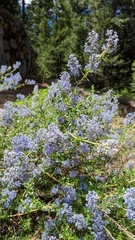 Ceanothus parvifolius