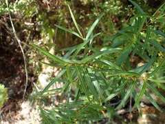 Veronica stenophylla