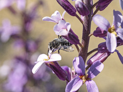 Andrena chalcogastra