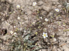 Ivesia santolinoides