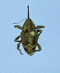 Curculio iowensis