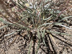 Ivesia santolinoides