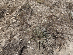 Ivesia santolinoides