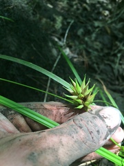 Carex louisianica