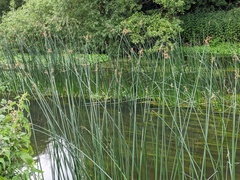 Schoenoplectus lacustris