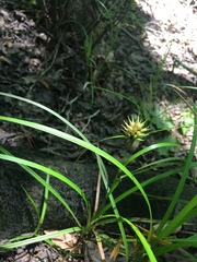 Carex louisianica