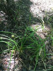 Carex louisianica