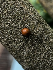 Chilocorus circumdatus