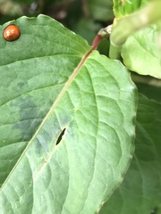 Chilocorus circumdatus