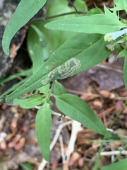 Liriomyza pistilla