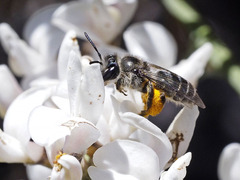 Andrena chalcogastra