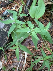 Liriomyza pistilla
