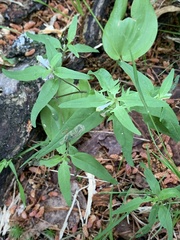 Liriomyza pistilla