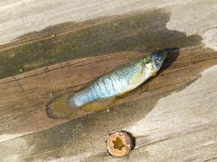 Fundulus dispar
