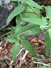 Liriomyza pistilla