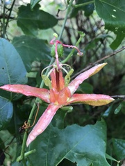 Passiflora herbertiana herbertiana