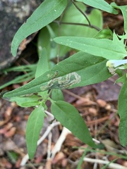 Liriomyza pistilla