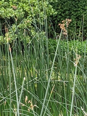 Schoenoplectus lacustris