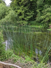 Schoenoplectus lacustris