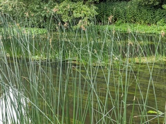 Schoenoplectus lacustris