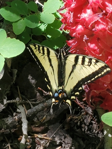 iNaturalist observation photo of Western Tiger Swallowtail