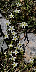 Arenaria biflora