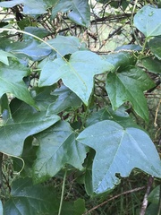 Passiflora herbertiana herbertiana
