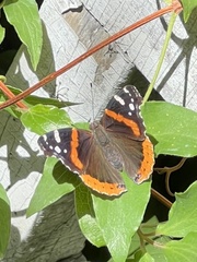 Vanessa atalanta
