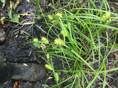 Carex louisianica