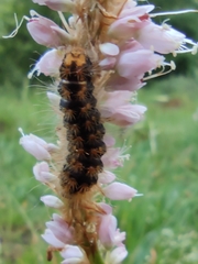 Acronicta auricoma