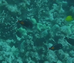Acanthurus achilles