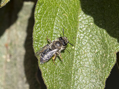 Andrena chalcogastra