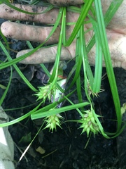 Carex louisianica