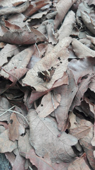 Thorybes pseudocellus