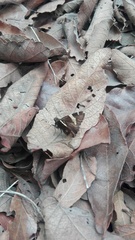 Thorybes pseudocellus